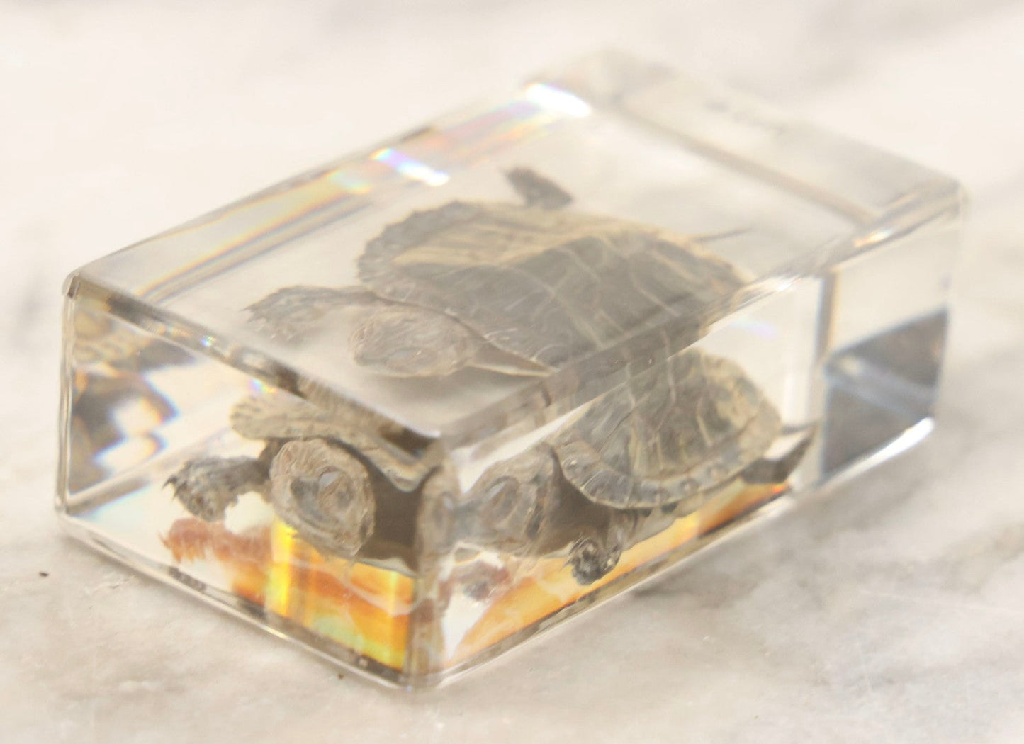 Lot 064 - Vintage Preserved Baby Turtle Specimen Encased In Clear Plastic Paperweight