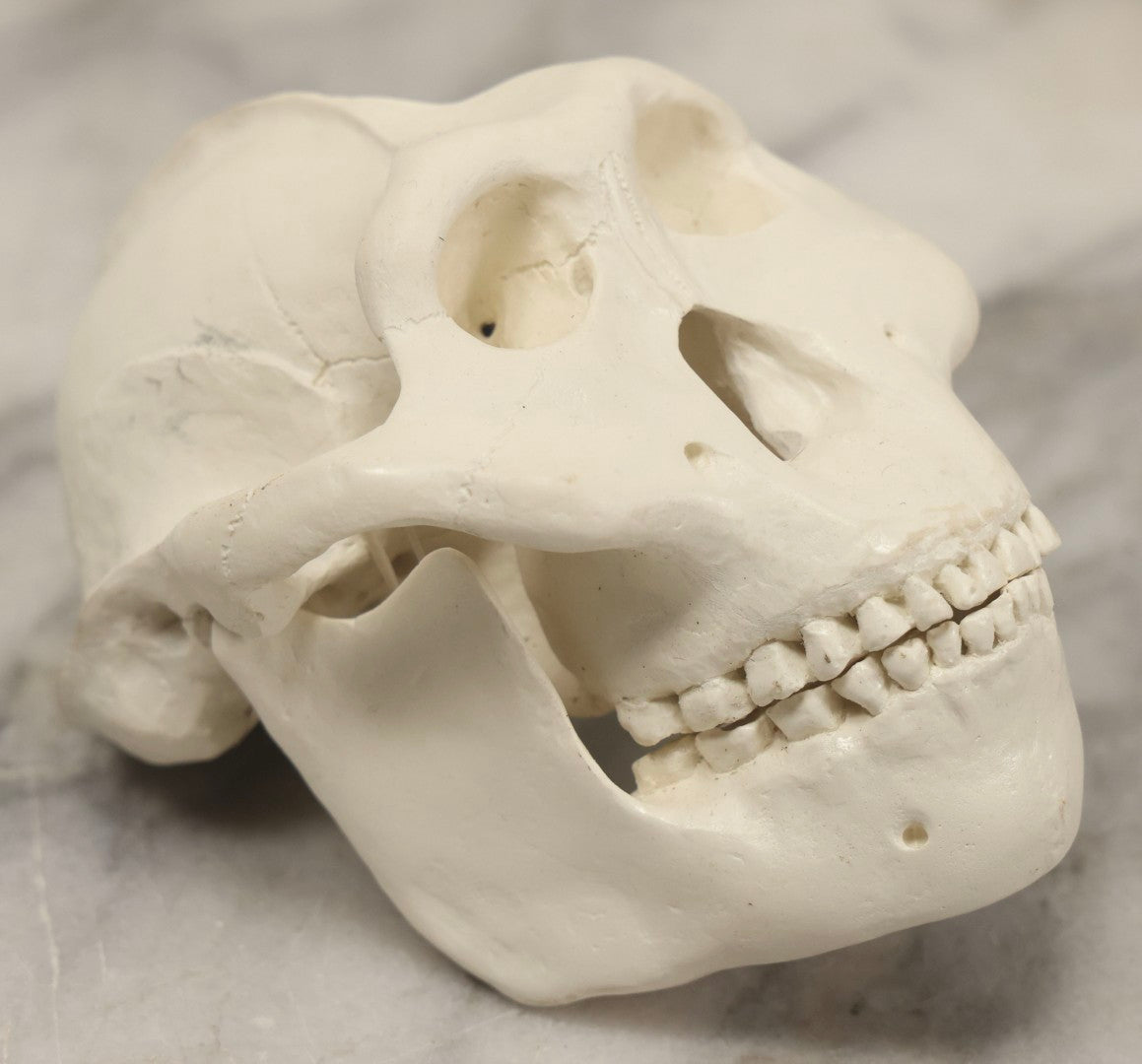 Lot 065 - Vintage Heavy Resin Primate Skull Model With Detachable Jaw And Bone-White Finish