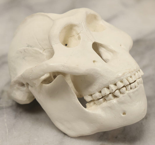 Lot 065 - Vintage Heavy Resin Primate Skull Model With Detachable Jaw And Bone-White Finish