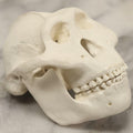 Lot 065 - Vintage Heavy Resin Primate Skull Model With Detachable Jaw And Bone-White Finish