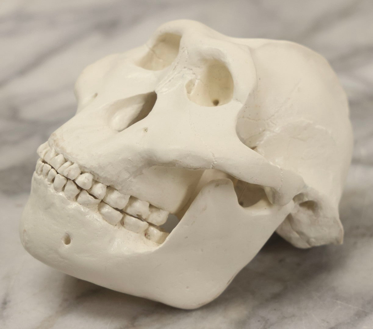 Lot 065 - Vintage Heavy Resin Primate Skull Model With Detachable Jaw And Bone-White Finish