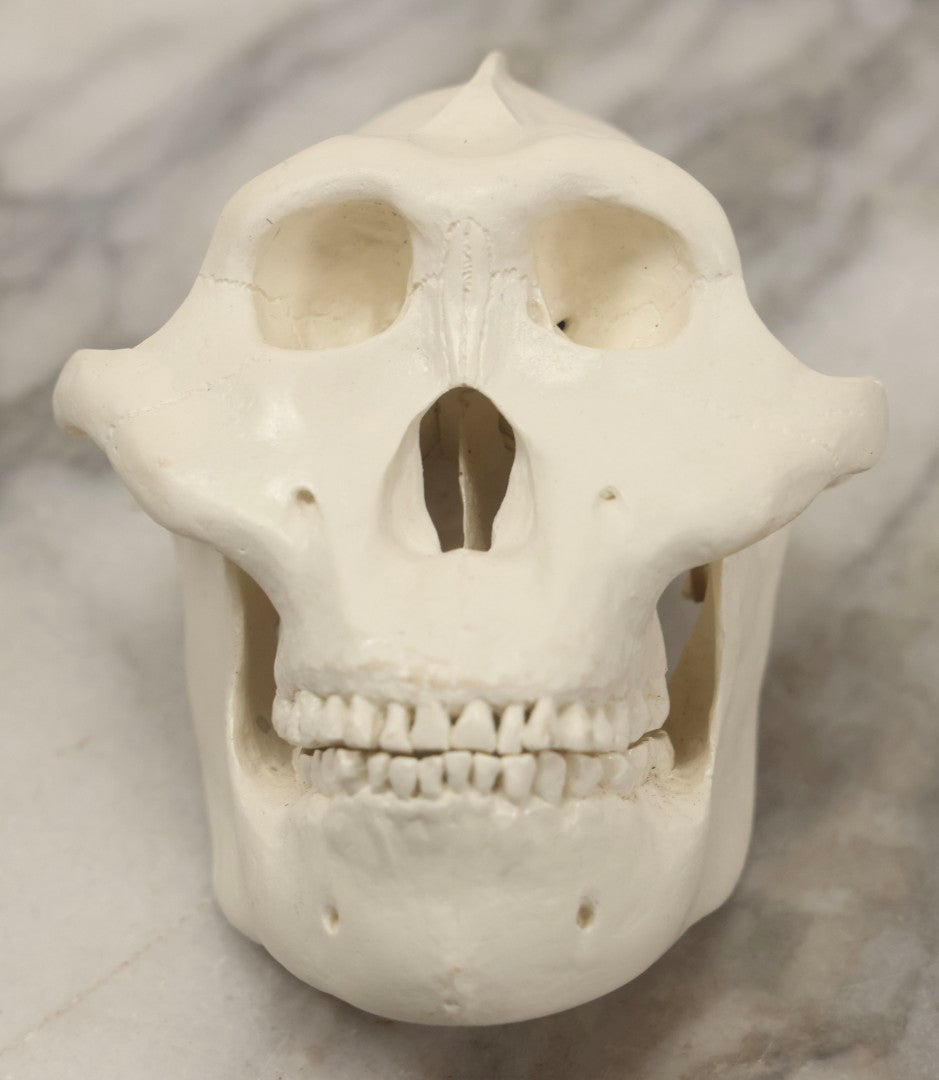Lot 065 - Vintage Heavy Resin Primate Skull Model With Detachable Jaw And Bone-White Finish