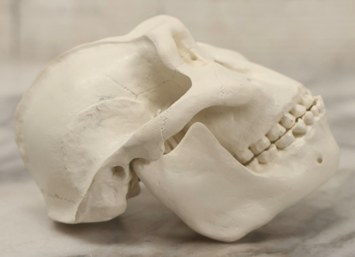 Lot 065 - Vintage Heavy Resin Primate Skull Model With Detachable Jaw And Bone-White Finish