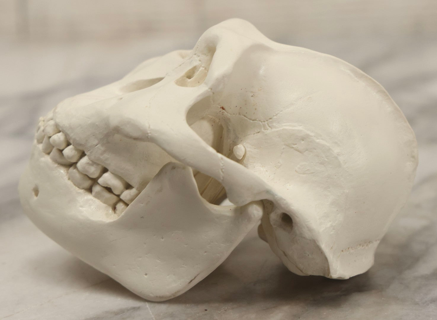 Lot 065 - Vintage Heavy Resin Primate Skull Model With Detachable Jaw And Bone-White Finish