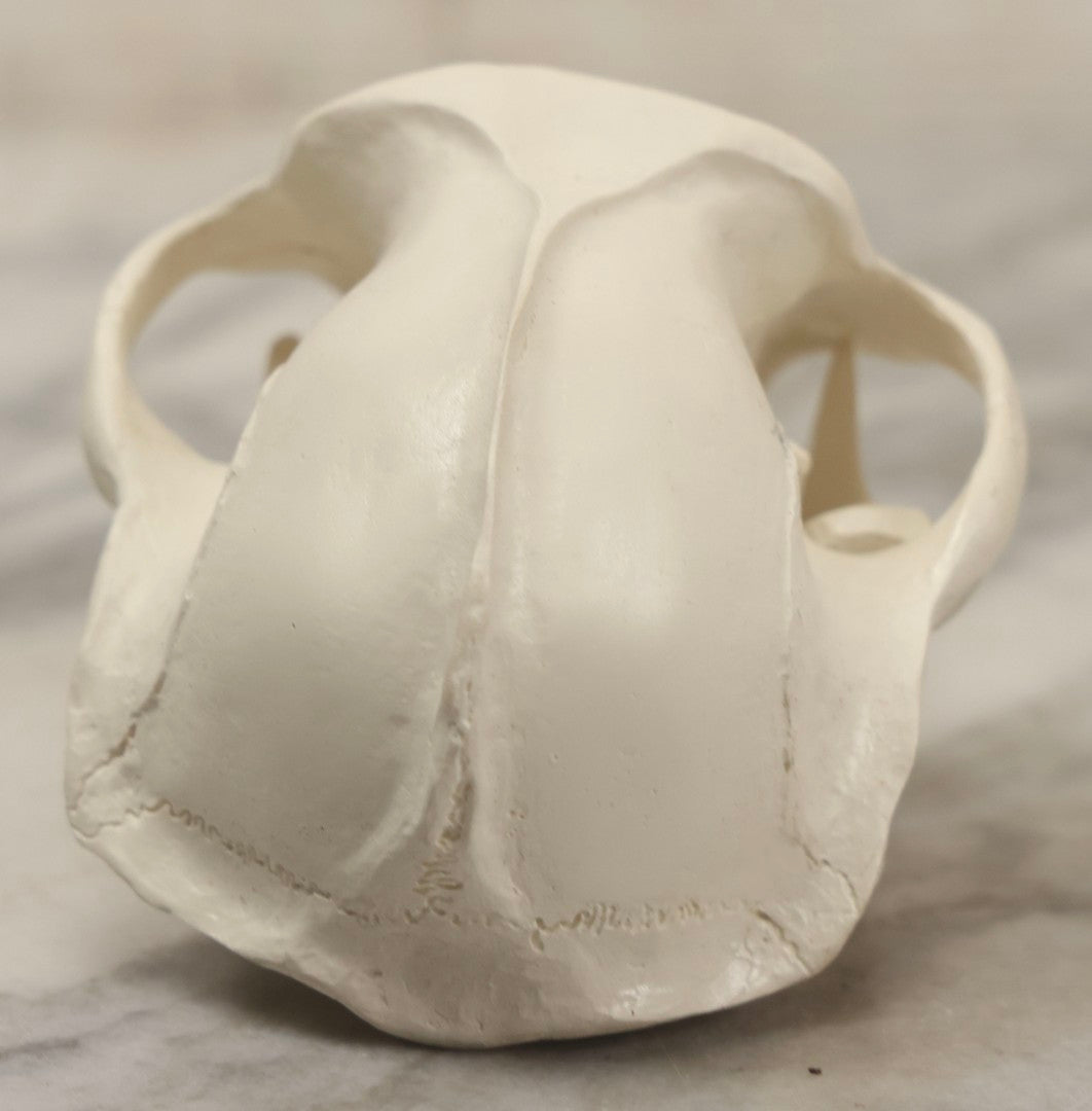 Lot 065 - Vintage Heavy Resin Primate Skull Model With Detachable Jaw And Bone-White Finish