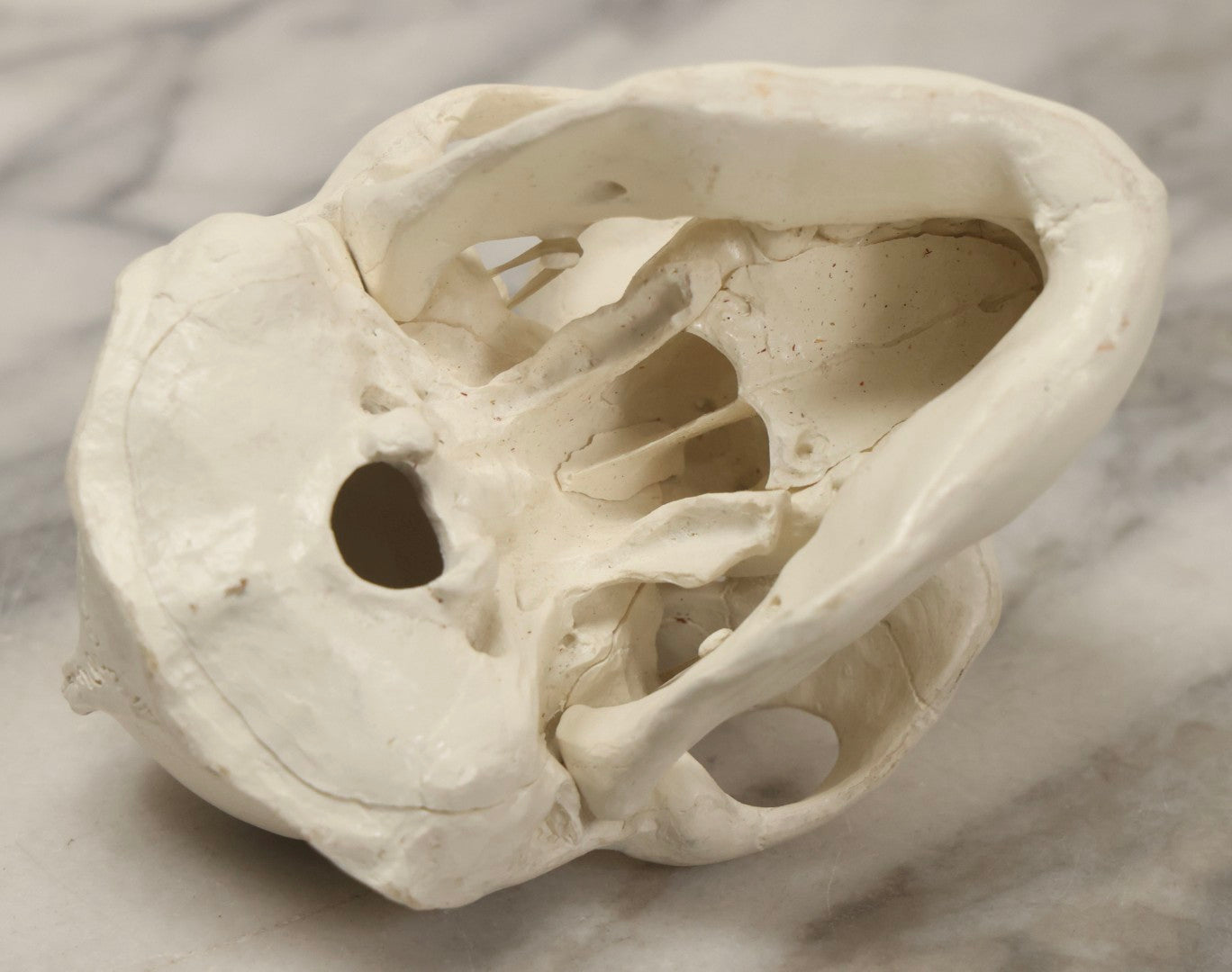 Lot 065 - Vintage Heavy Resin Primate Skull Model With Detachable Jaw And Bone-White Finish