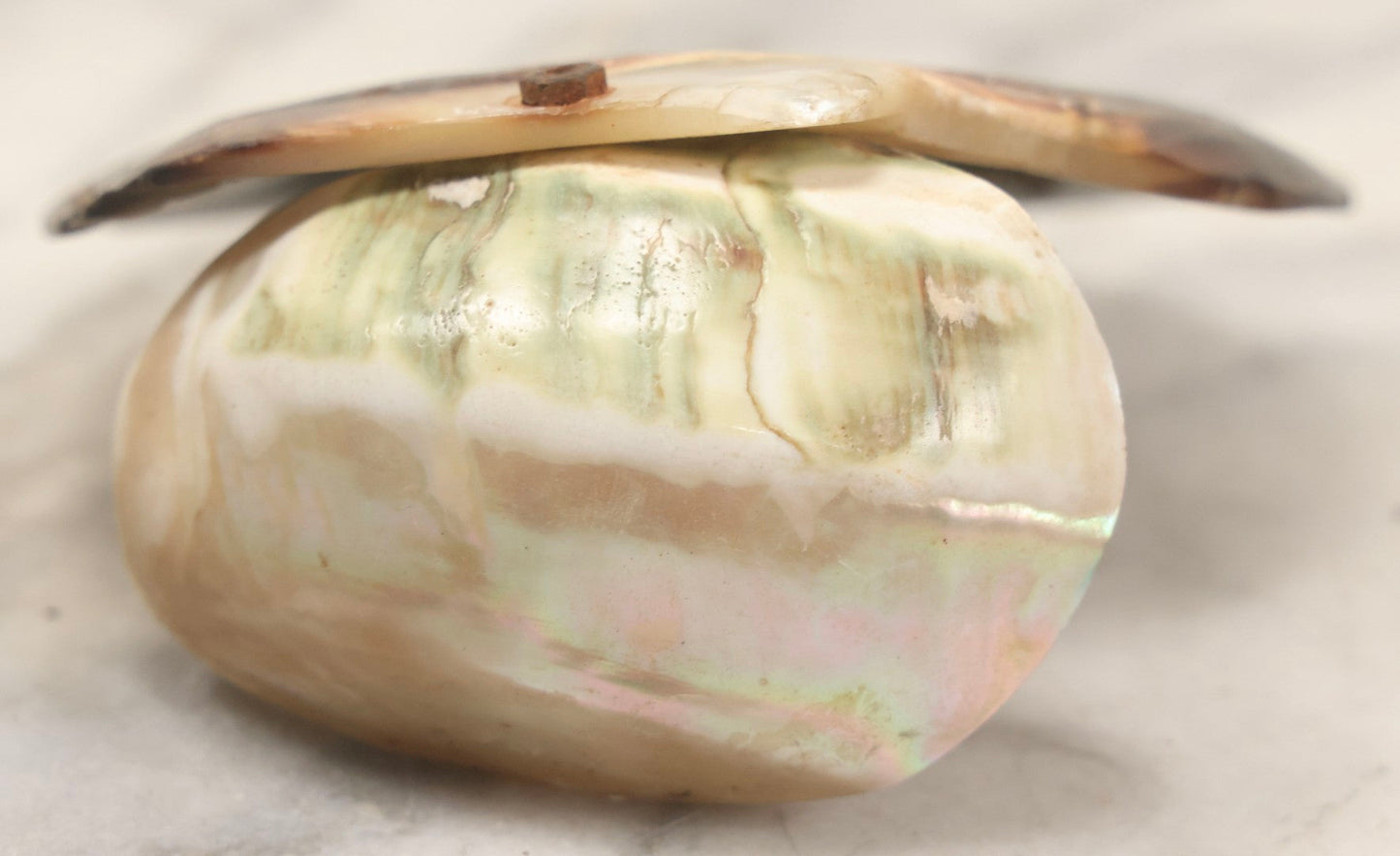 Lot 071 - Antique Mother Of Pearl Holy Water Font With Carved Shell Backdrop And Metal Corpus Of Jesus, 5-1/4" H