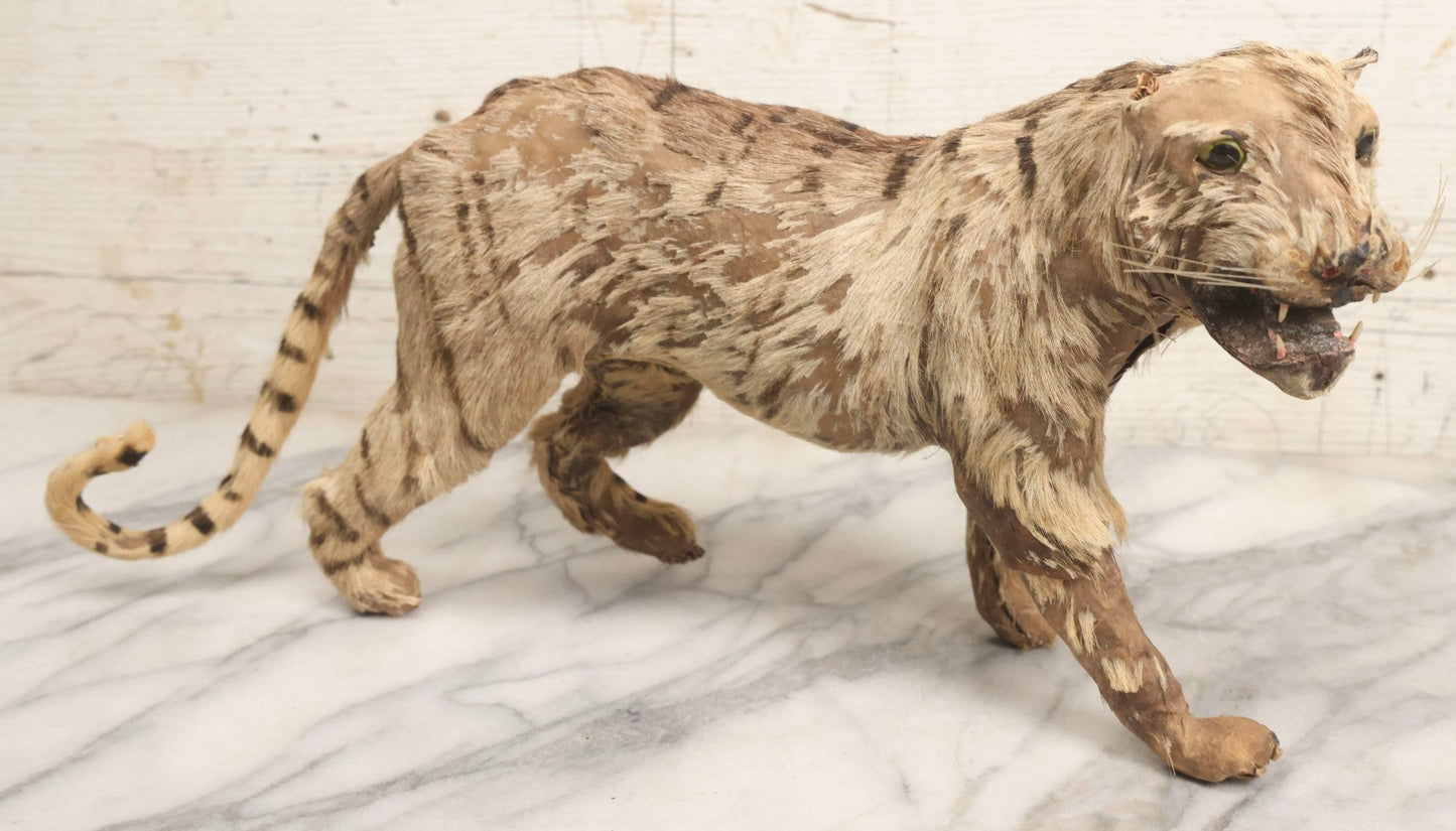 Lot 182 - Vintage Leather And Fur Wild Cat Tiger Model With Glass Eyes And Striped Tail, 8" H, Note Poor Condition