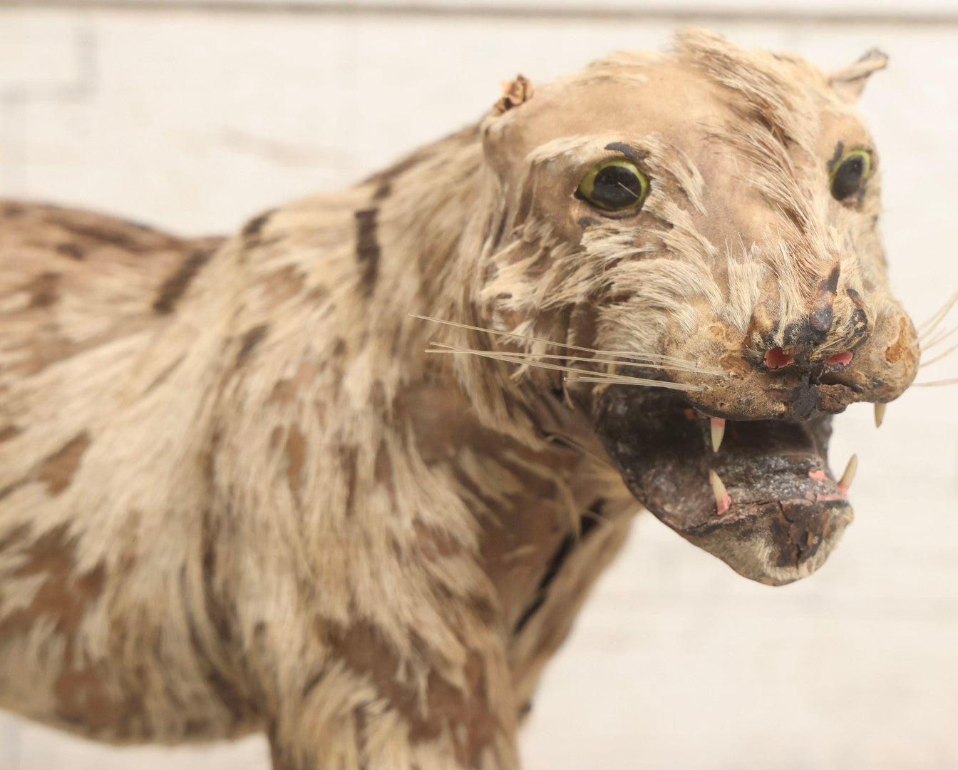 Lot 182 - Vintage Leather And Fur Wild Cat Tiger Model With Glass Eyes And Striped Tail, 8" H, Note Poor Condition