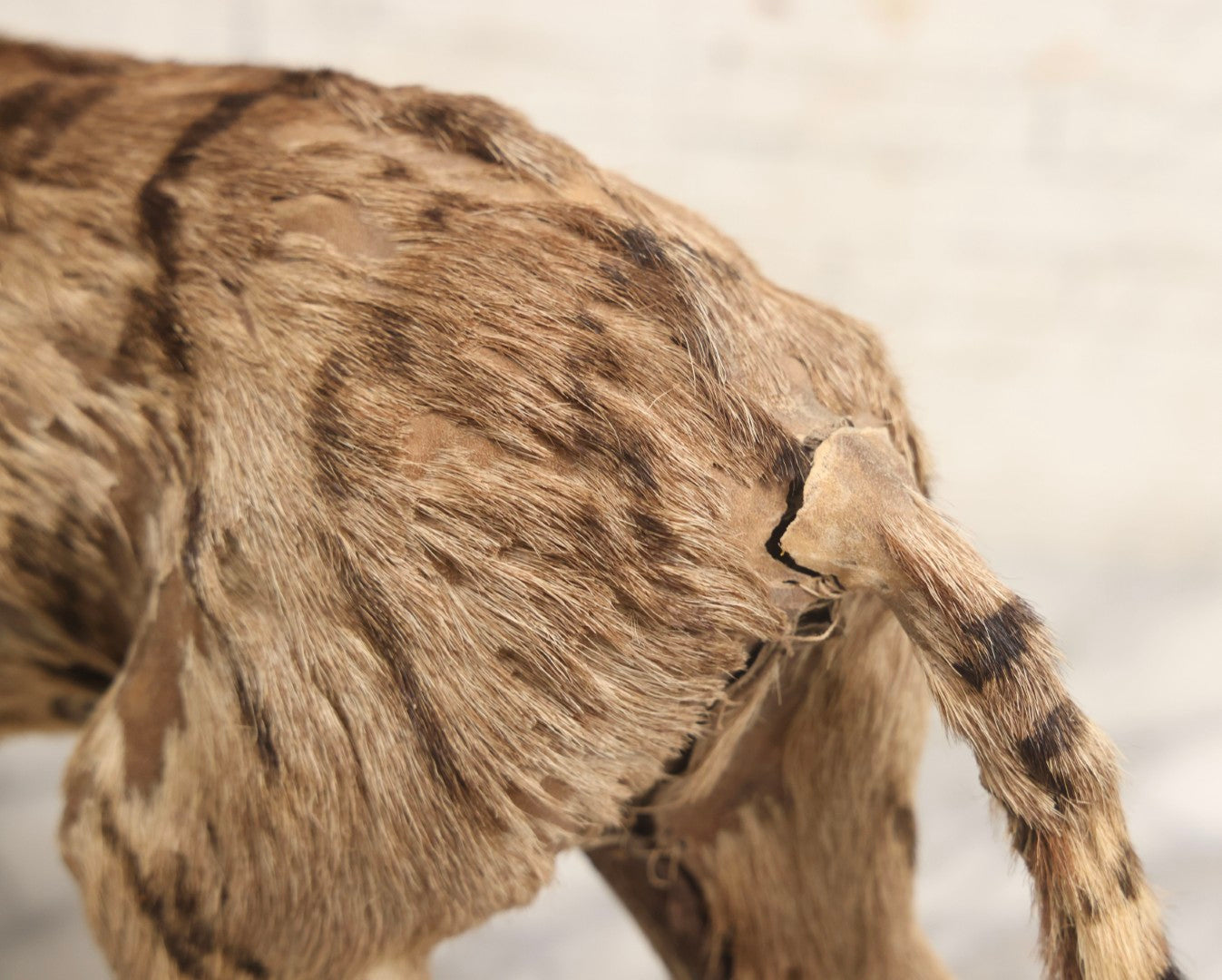 Lot 182 - Vintage Leather And Fur Wild Cat Tiger Model With Glass Eyes And Striped Tail, 8" H, Note Poor Condition