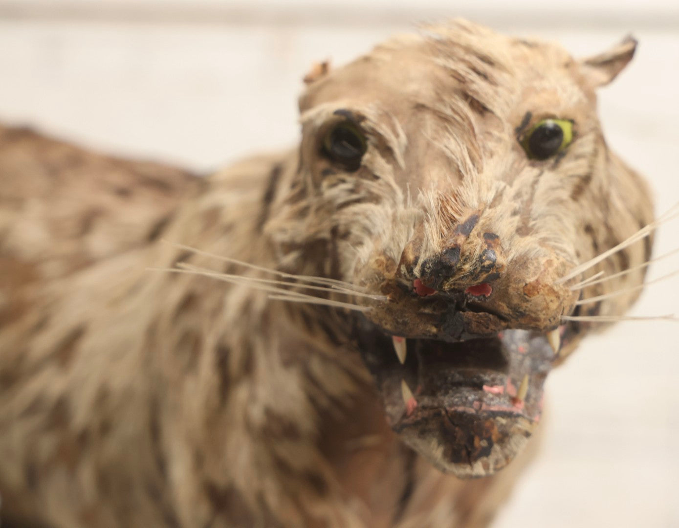 Lot 182 - Vintage Leather And Fur Wild Cat Tiger Model With Glass Eyes And Striped Tail, 8" H, Note Poor Condition