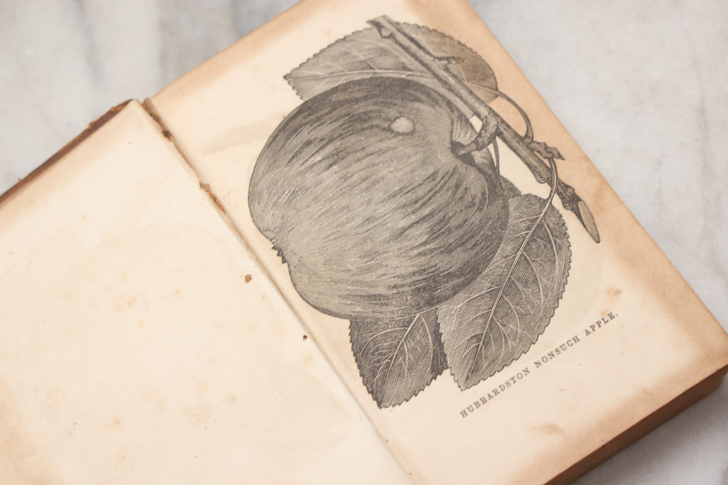 Lot 195 - "The American Fruit Book" Antique Agricultural Reference Book By S. W. Cole, Illustrated With Engravings Of Fruits, Trees, Insects, Grafting, Budding, And Training, Published By John P. Jewett, Boston, 1849, Note Missing Back Cover