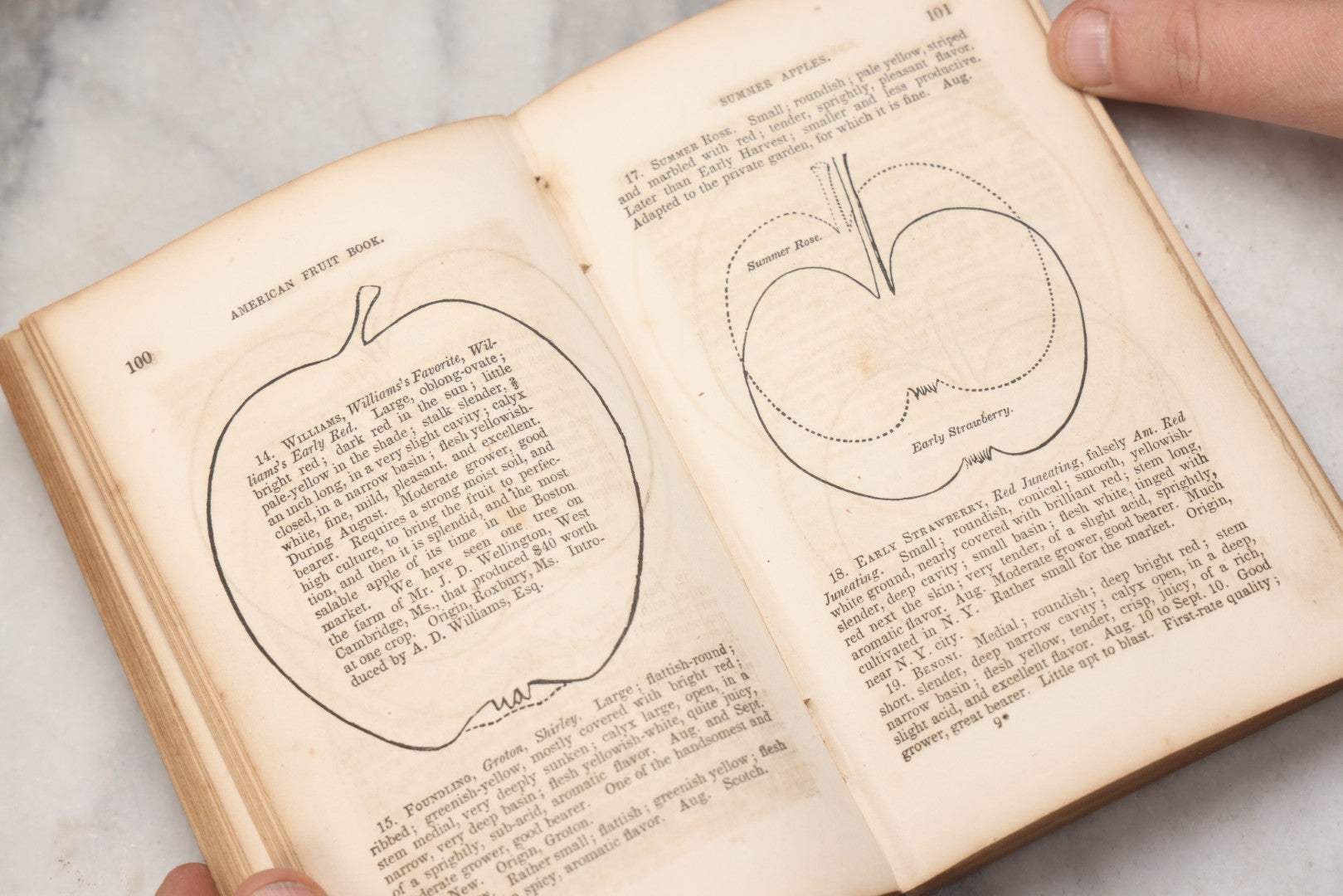 Lot 195 - "The American Fruit Book" Antique Agricultural Reference Book By S. W. Cole, Illustrated With Engravings Of Fruits, Trees, Insects, Grafting, Budding, And Training, Published By John P. Jewett, Boston, 1849, Note Missing Back Cover