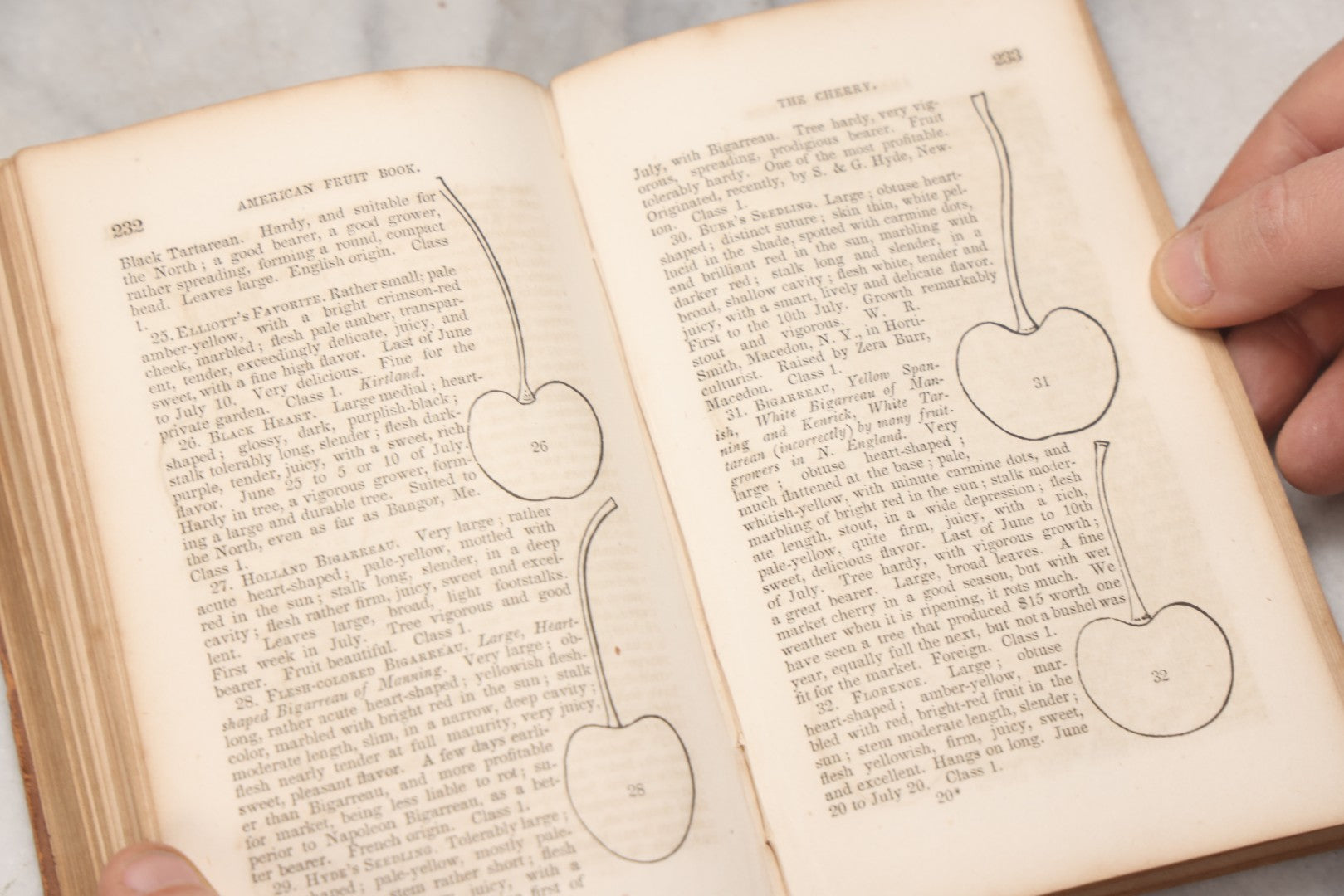 Lot 195 - "The American Fruit Book" Antique Agricultural Reference Book By S. W. Cole, Illustrated With Engravings Of Fruits, Trees, Insects, Grafting, Budding, And Training, Published By John P. Jewett, Boston, 1849, Note Missing Back Cover