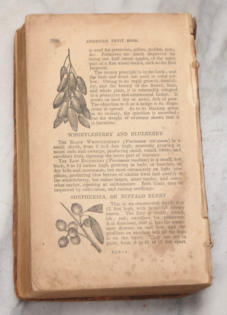 Lot 195 - "The American Fruit Book" Antique Agricultural Reference Book By S. W. Cole, Illustrated With Engravings Of Fruits, Trees, Insects, Grafting, Budding, And Training, Published By John P. Jewett, Boston, 1849, Note Missing Back Cover