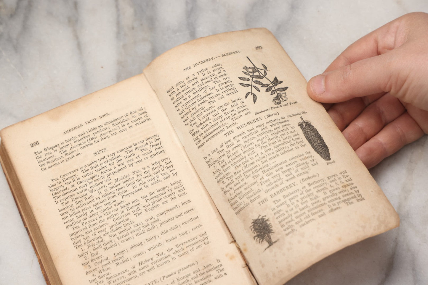 Lot 195 - "The American Fruit Book" Antique Agricultural Reference Book By S. W. Cole, Illustrated With Engravings Of Fruits, Trees, Insects, Grafting, Budding, And Training, Published By John P. Jewett, Boston, 1849, Note Missing Back Cover