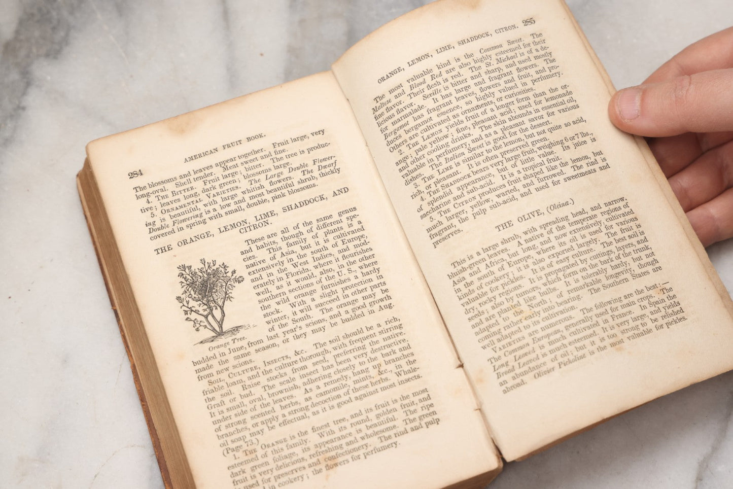 Lot 195 - "The American Fruit Book" Antique Agricultural Reference Book By S. W. Cole, Illustrated With Engravings Of Fruits, Trees, Insects, Grafting, Budding, And Training, Published By John P. Jewett, Boston, 1849, Note Missing Back Cover