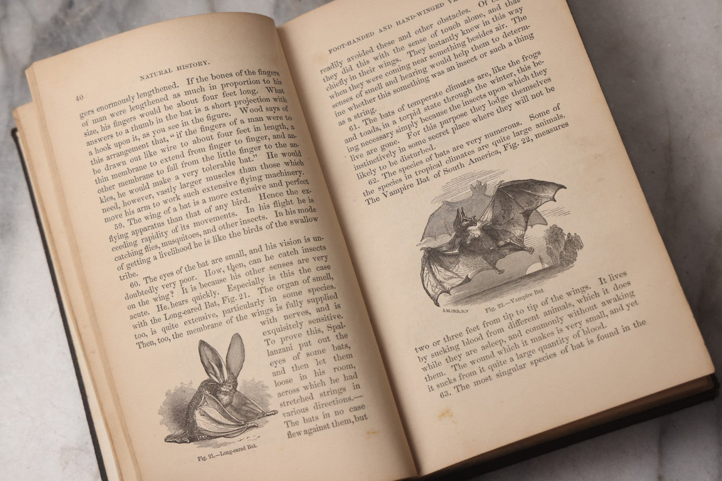 Lot 070 - "Natural History" Antique Zoology Book By Worthington Hooker, M.D., Illustrated With Nearly 300 Engravings, Published By Harper & Brothers, New York, 1870