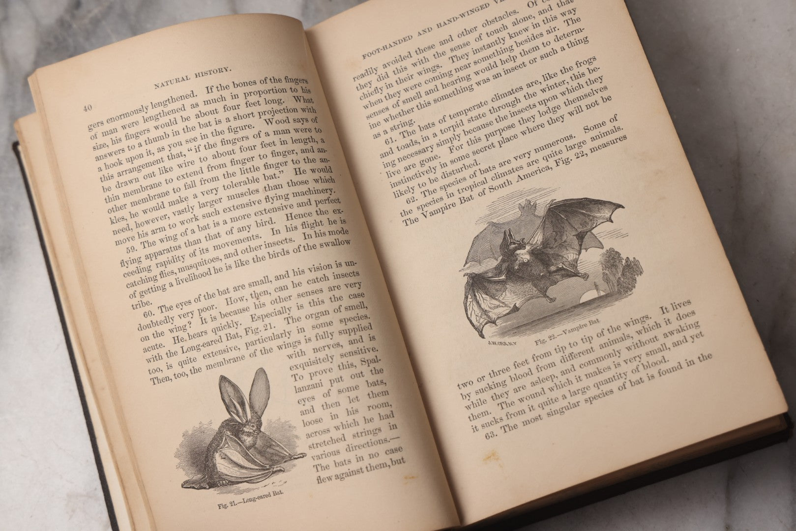 Lot 070 - "Natural History" Antique Zoology Book By Worthington Hooker, M.D., Illustrated With Nearly 300 Engravings, Published By Harper & Brothers, New York, 1870