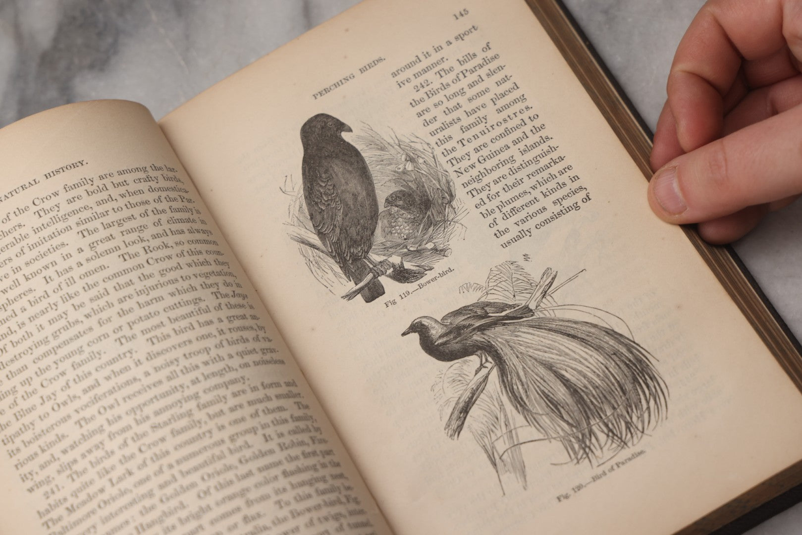 Lot 070 - "Natural History" Antique Zoology Book By Worthington Hooker, M.D., Illustrated With Nearly 300 Engravings, Published By Harper & Brothers, New York, 1870