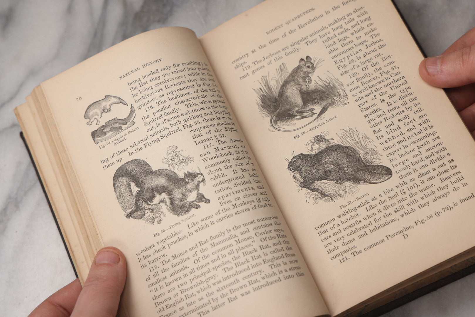 Lot 070 - "Natural History" Antique Zoology Book By Worthington Hooker, M.D., Illustrated With Nearly 300 Engravings, Published By Harper & Brothers, New York, 1870