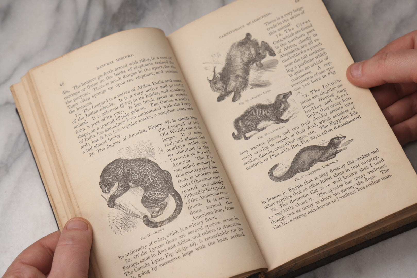Lot 070 - "Natural History" Antique Zoology Book By Worthington Hooker, M.D., Illustrated With Nearly 300 Engravings, Published By Harper & Brothers, New York, 1870