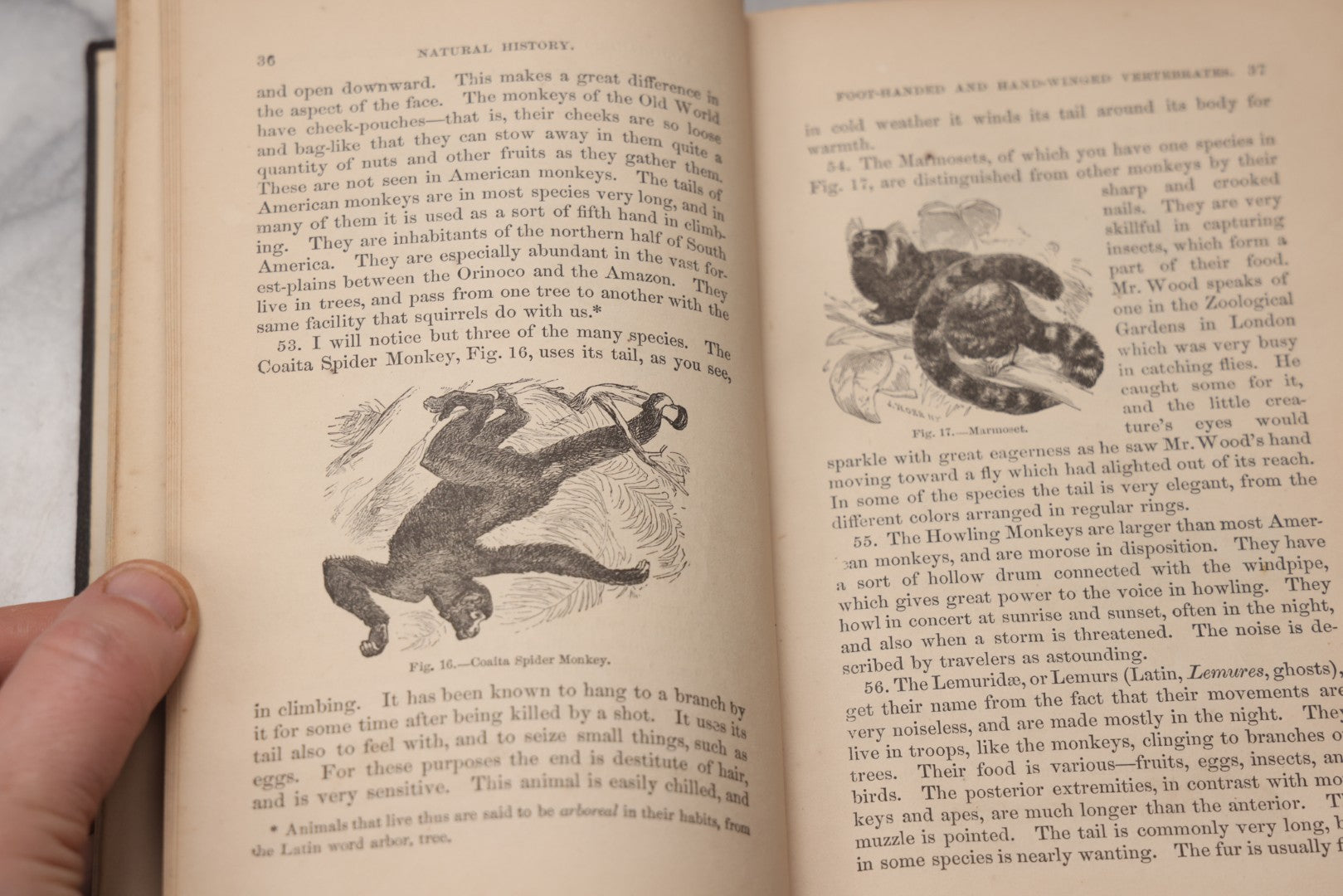 Lot 070 - "Natural History" Antique Zoology Book By Worthington Hooker, M.D., Illustrated With Nearly 300 Engravings, Published By Harper & Brothers, New York, 1870