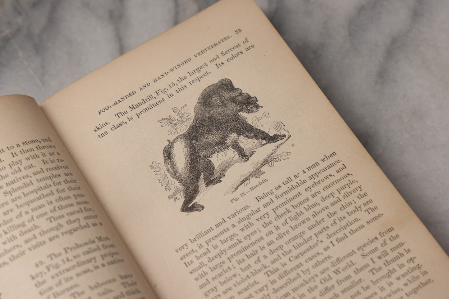 Lot 070 - "Natural History" Antique Zoology Book By Worthington Hooker, M.D., Illustrated With Nearly 300 Engravings, Published By Harper & Brothers, New York, 1870