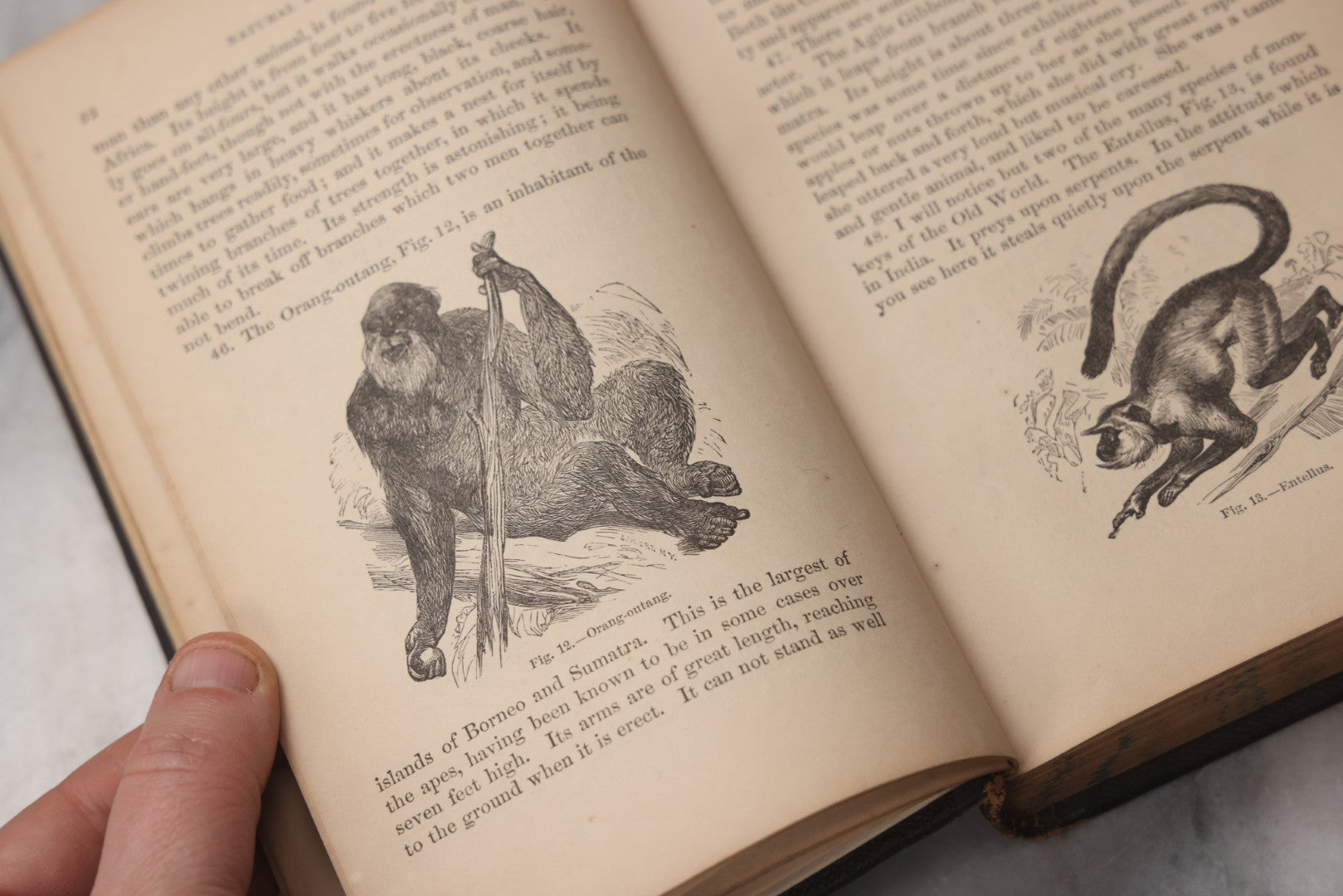 Lot 070 - "Natural History" Antique Zoology Book By Worthington Hooker, M.D., Illustrated With Nearly 300 Engravings, Published By Harper & Brothers, New York, 1870