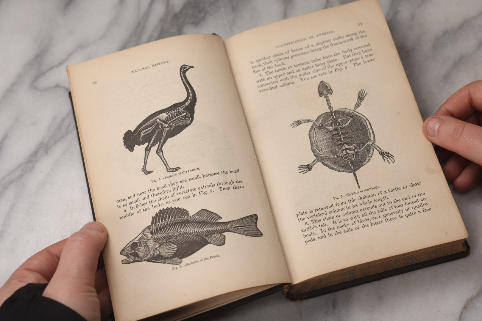 Lot 070 - "Natural History" Antique Zoology Book By Worthington Hooker, M.D., Illustrated With Nearly 300 Engravings, Published By Harper & Brothers, New York, 1870