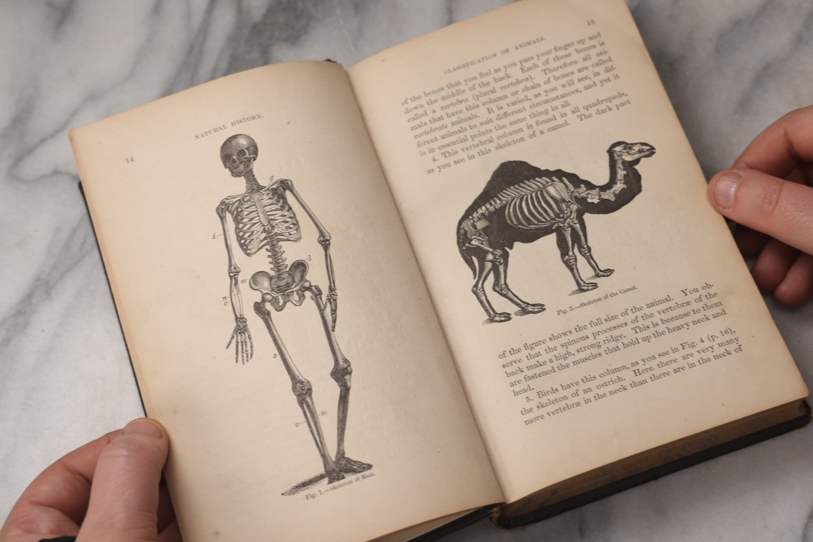 Lot 070 - "Natural History" Antique Zoology Book By Worthington Hooker, M.D., Illustrated With Nearly 300 Engravings, Published By Harper & Brothers, New York, 1870