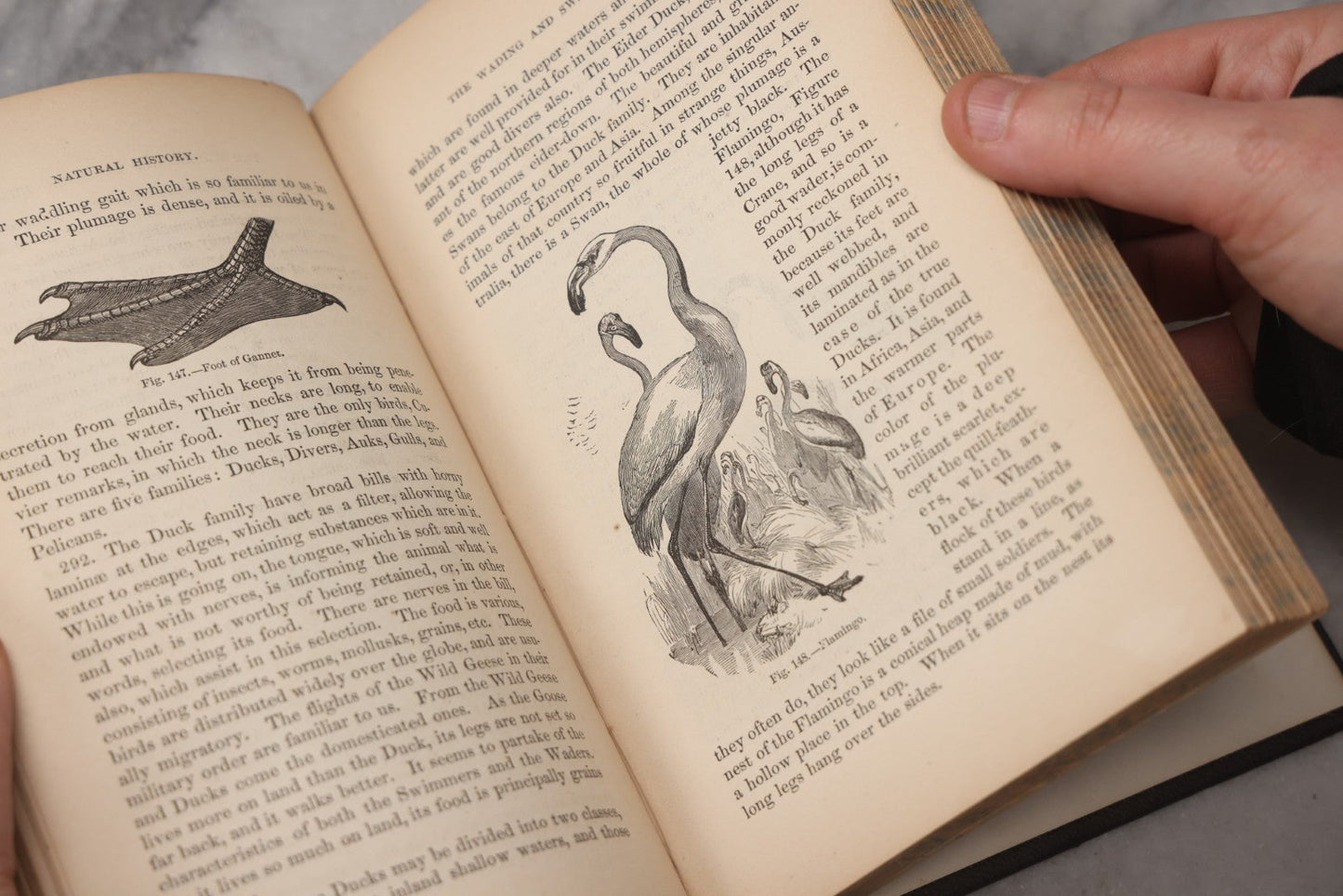 Lot 070 - "Natural History" Antique Zoology Book By Worthington Hooker, M.D., Illustrated With Nearly 300 Engravings, Published By Harper & Brothers, New York, 1870