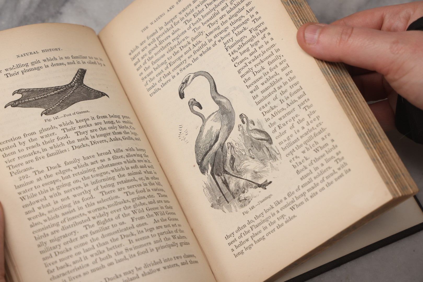 Lot 070 - "Natural History" Antique Zoology Book By Worthington Hooker, M.D., Illustrated With Nearly 300 Engravings, Published By Harper & Brothers, New York, 1870