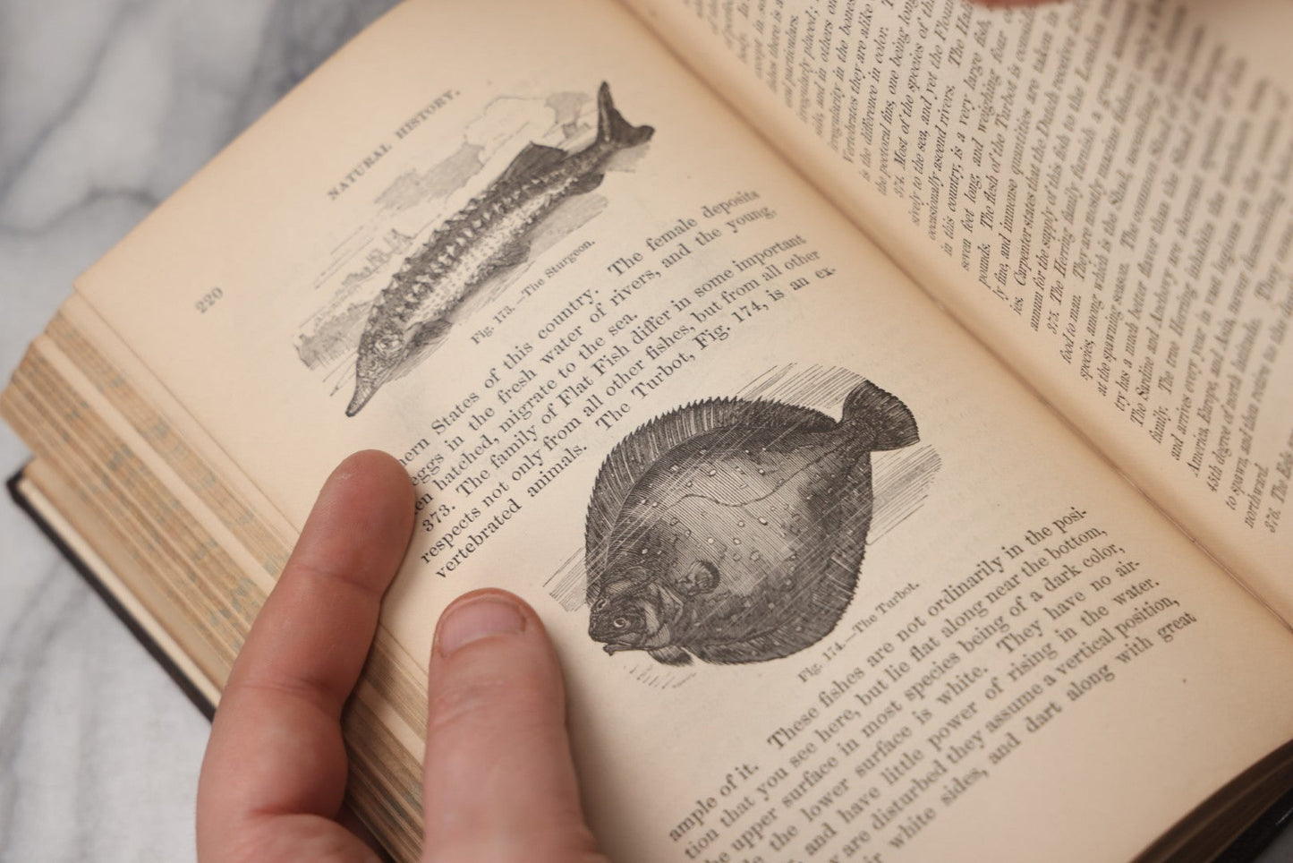Lot 070 - "Natural History" Antique Zoology Book By Worthington Hooker, M.D., Illustrated With Nearly 300 Engravings, Published By Harper & Brothers, New York, 1870