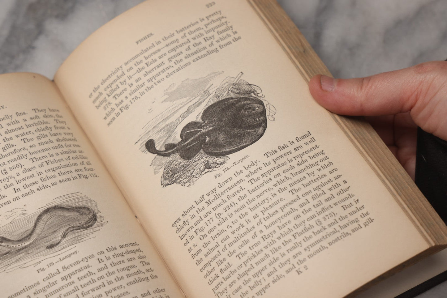 Lot 070 - "Natural History" Antique Zoology Book By Worthington Hooker, M.D., Illustrated With Nearly 300 Engravings, Published By Harper & Brothers, New York, 1870