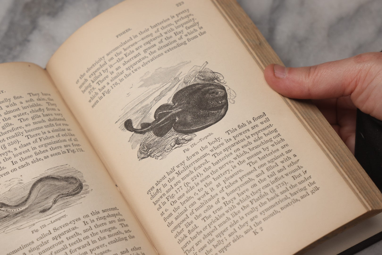 Lot 070 - "Natural History" Antique Zoology Book By Worthington Hooker, M.D., Illustrated With Nearly 300 Engravings, Published By Harper & Brothers, New York, 1870