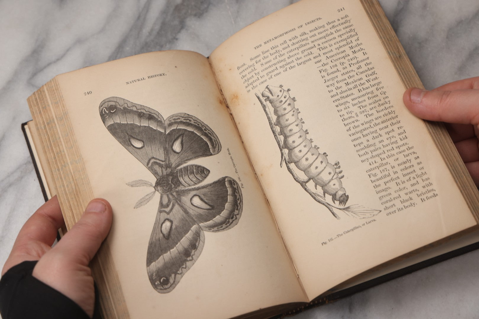Lot 070 - "Natural History" Antique Zoology Book By Worthington Hooker, M.D., Illustrated With Nearly 300 Engravings, Published By Harper & Brothers, New York, 1870