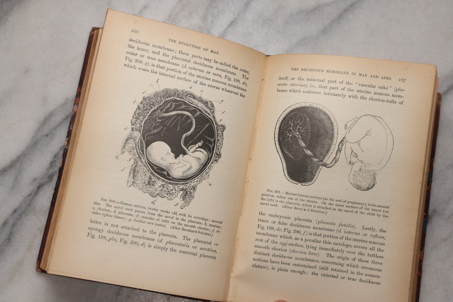 Lot 071 - “The Evolution Of Man,” Antique Illustrated Biology Book, Volume II, By Ernst Haeckel, D. Appleton And Company, New York, 1897