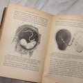 Lot 071 - “The Evolution Of Man,” Antique Illustrated Biology Book, Volume II, By Ernst Haeckel, D. Appleton And Company, New York, 1897