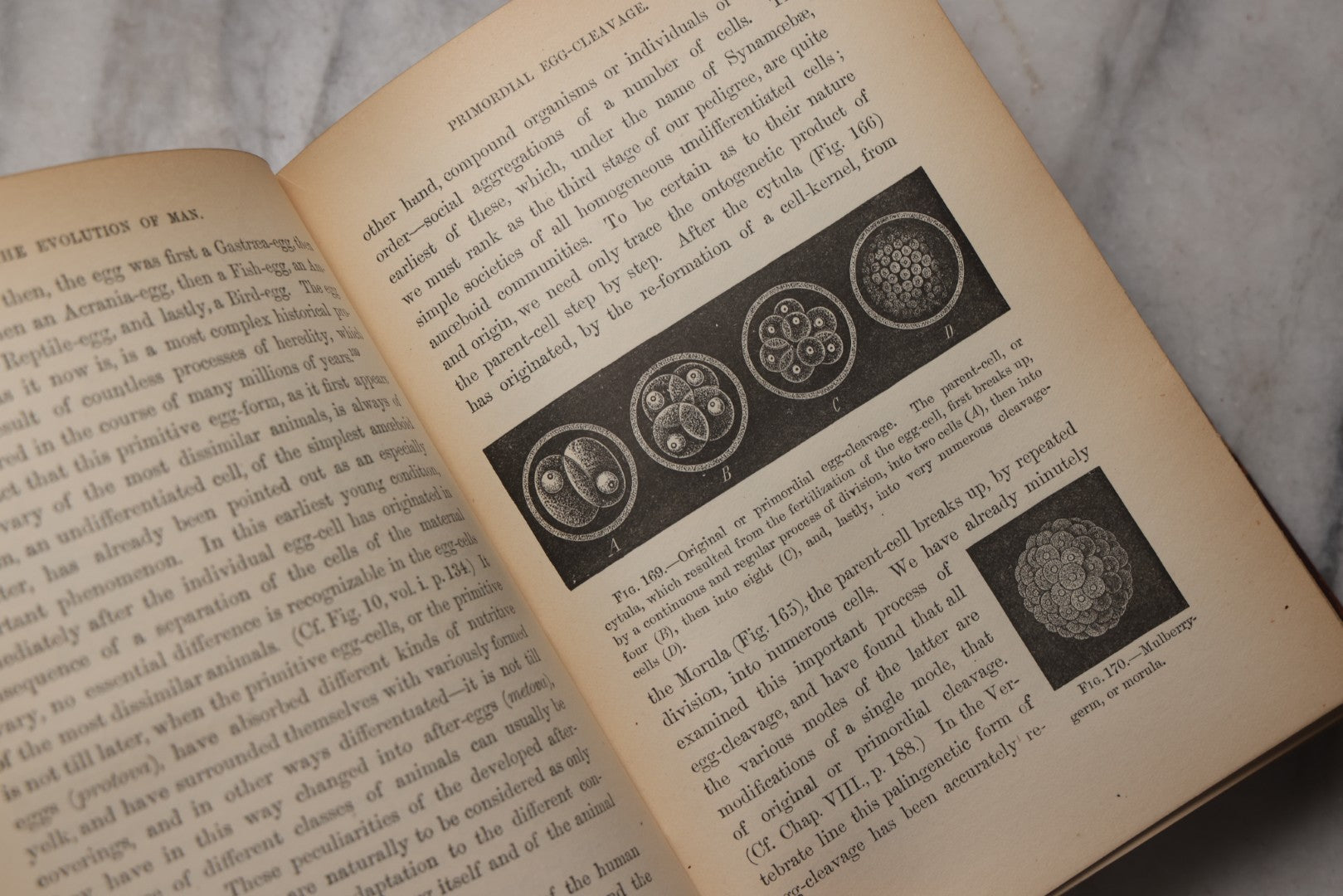 Lot 071 - “The Evolution Of Man,” Antique Illustrated Biology Book, Volume II, By Ernst Haeckel, D. Appleton And Company, New York, 1897