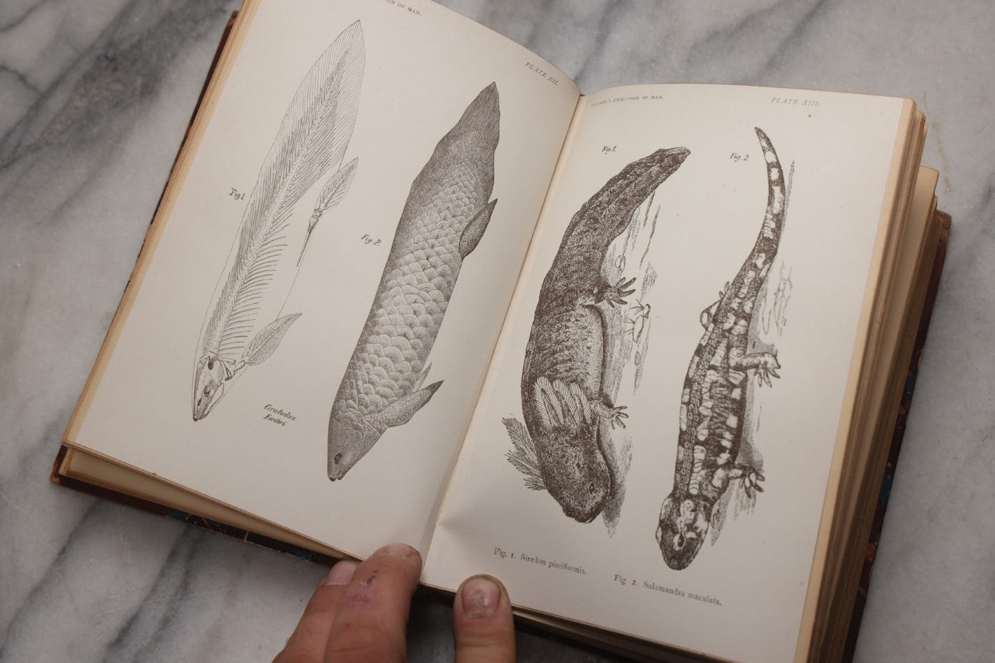 Lot 071 - “The Evolution Of Man,” Antique Illustrated Biology Book, Volume II, By Ernst Haeckel, D. Appleton And Company, New York, 1897