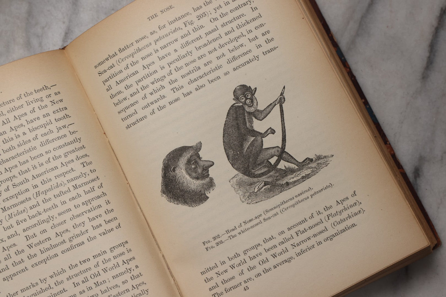 Lot 071 - “The Evolution Of Man,” Antique Illustrated Biology Book, Volume II, By Ernst Haeckel, D. Appleton And Company, New York, 1897