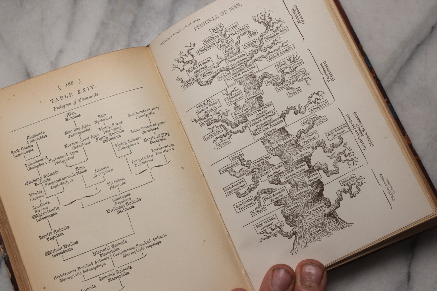 Lot 071 - “The Evolution Of Man,” Antique Illustrated Biology Book, Volume II, By Ernst Haeckel, D. Appleton And Company, New York, 1897