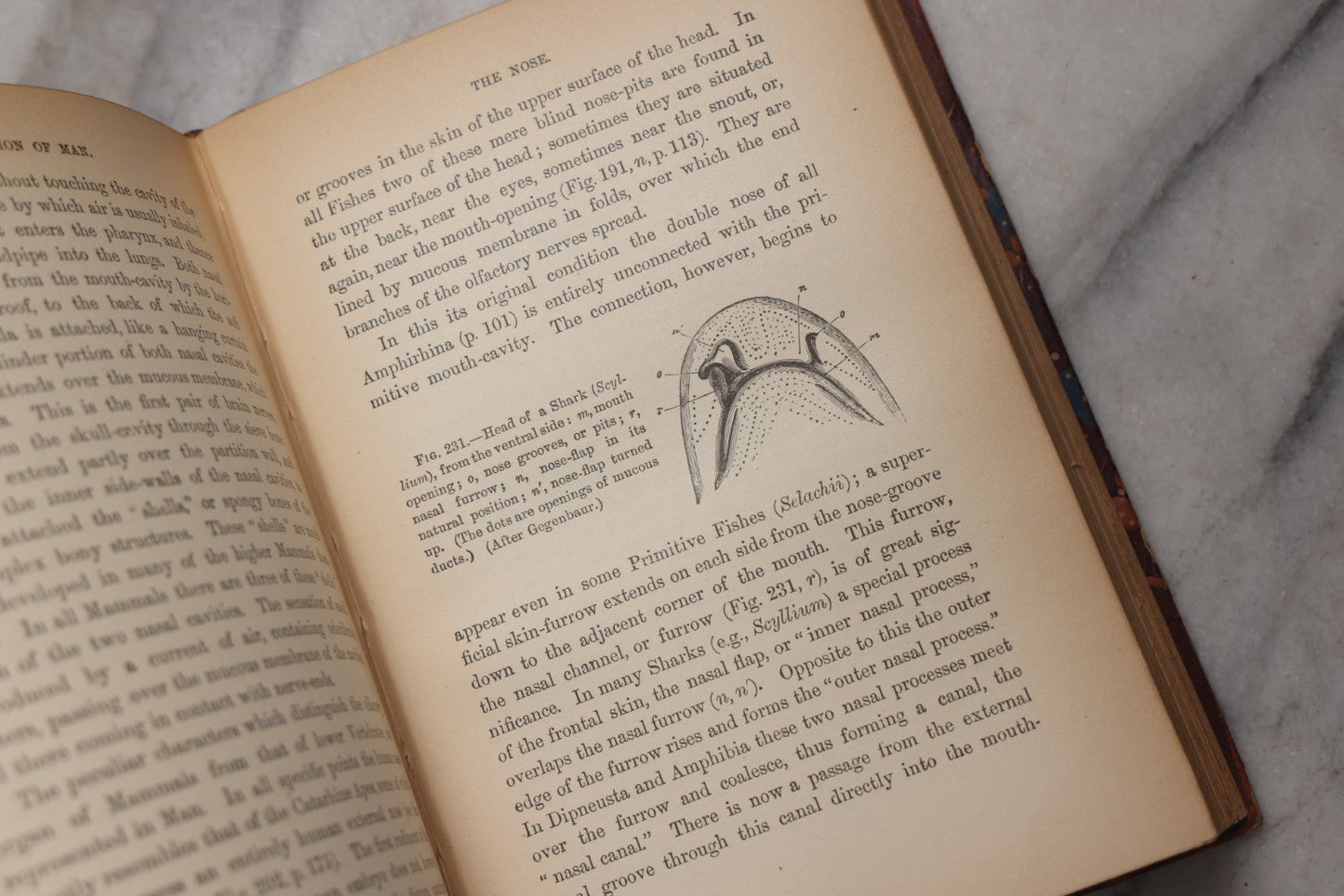 Lot 071 - “The Evolution Of Man,” Antique Illustrated Biology Book, Volume II, By Ernst Haeckel, D. Appleton And Company, New York, 1897