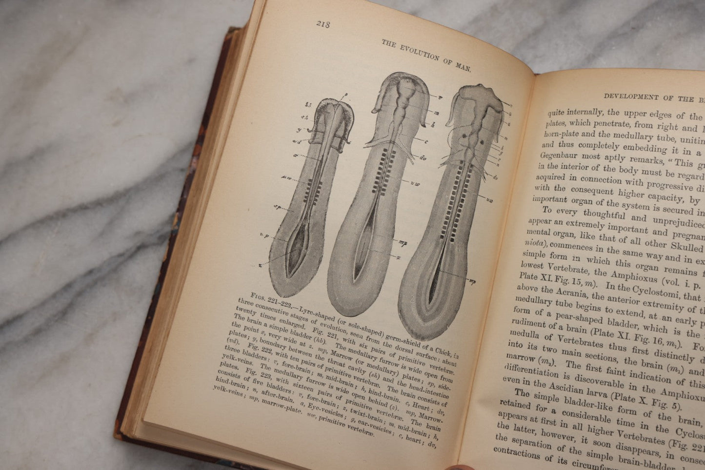 Lot 071 - “The Evolution Of Man,” Antique Illustrated Biology Book, Volume II, By Ernst Haeckel, D. Appleton And Company, New York, 1897