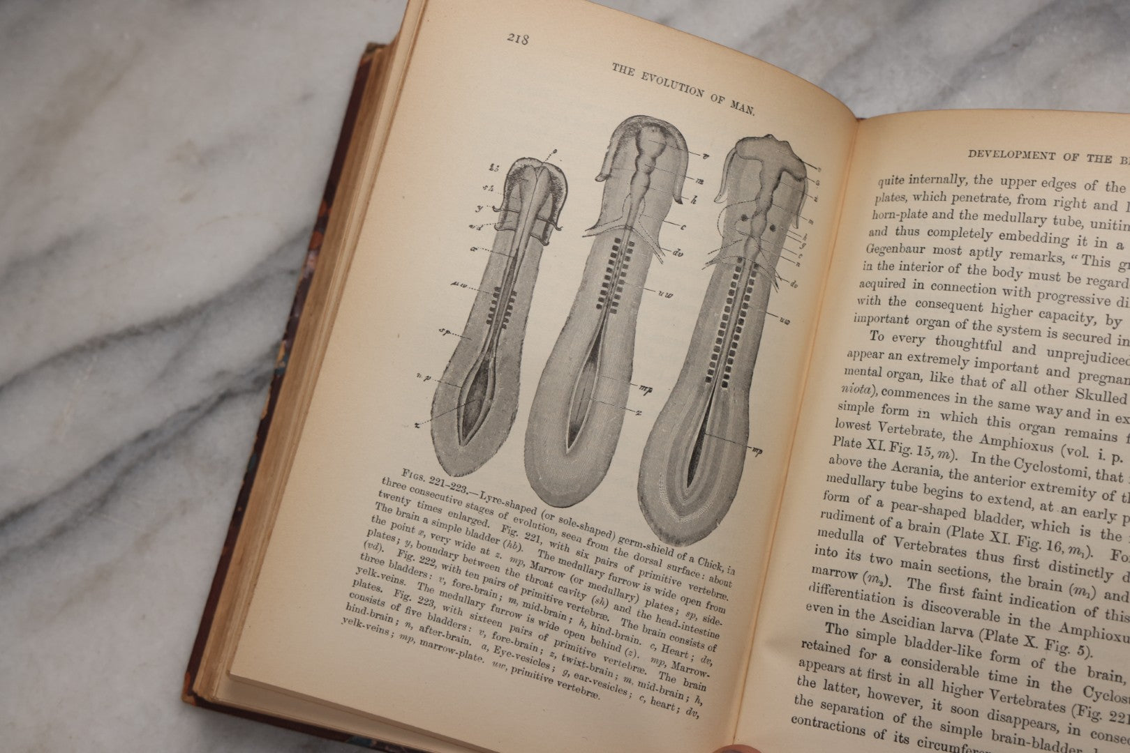 Lot 071 - “The Evolution Of Man,” Antique Illustrated Biology Book, Volume II, By Ernst Haeckel, D. Appleton And Company, New York, 1897