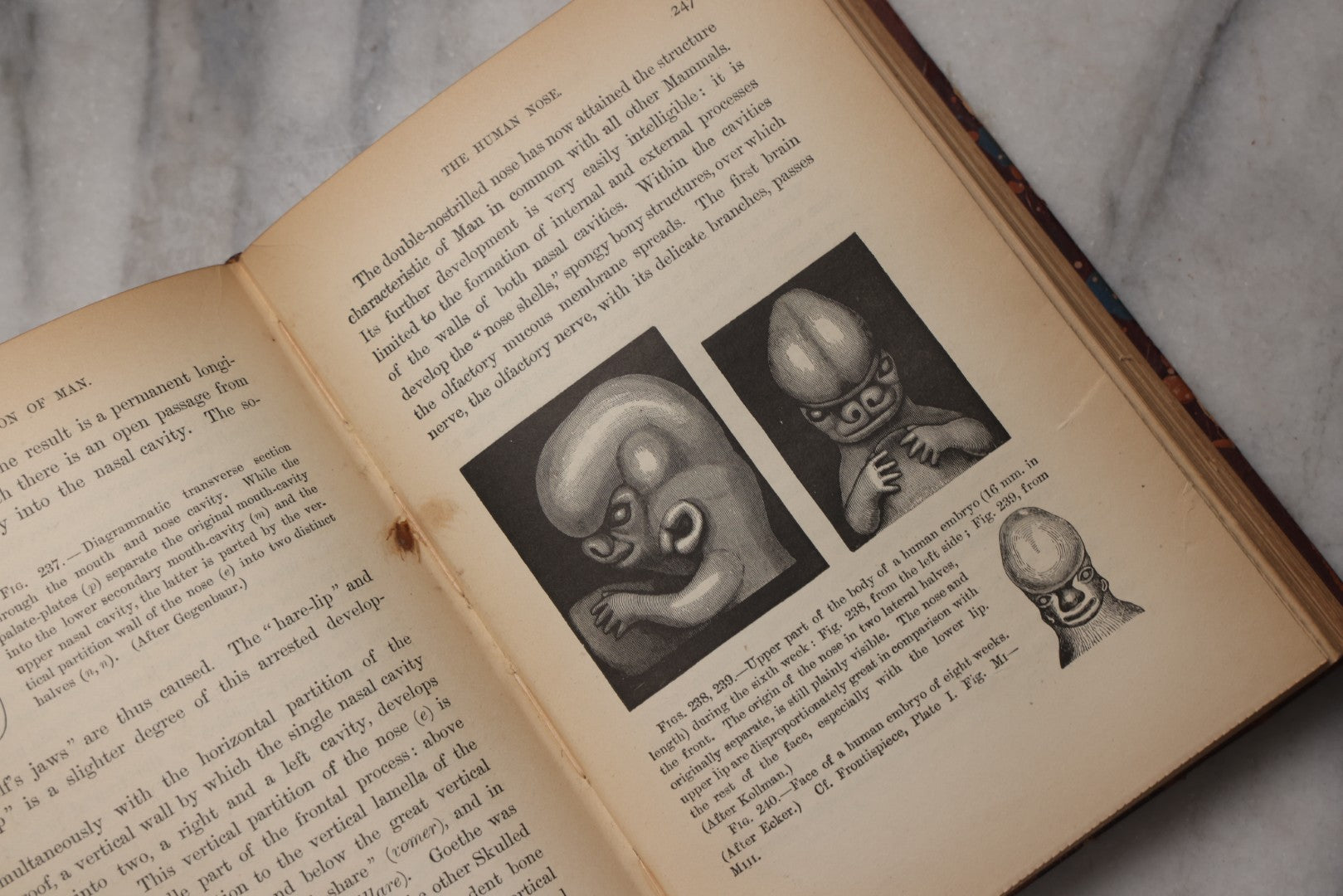 Lot 071 - “The Evolution Of Man,” Antique Illustrated Biology Book, Volume II, By Ernst Haeckel, D. Appleton And Company, New York, 1897