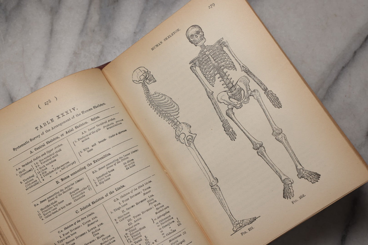 Lot 071 - “The Evolution Of Man,” Antique Illustrated Biology Book, Volume II, By Ernst Haeckel, D. Appleton And Company, New York, 1897