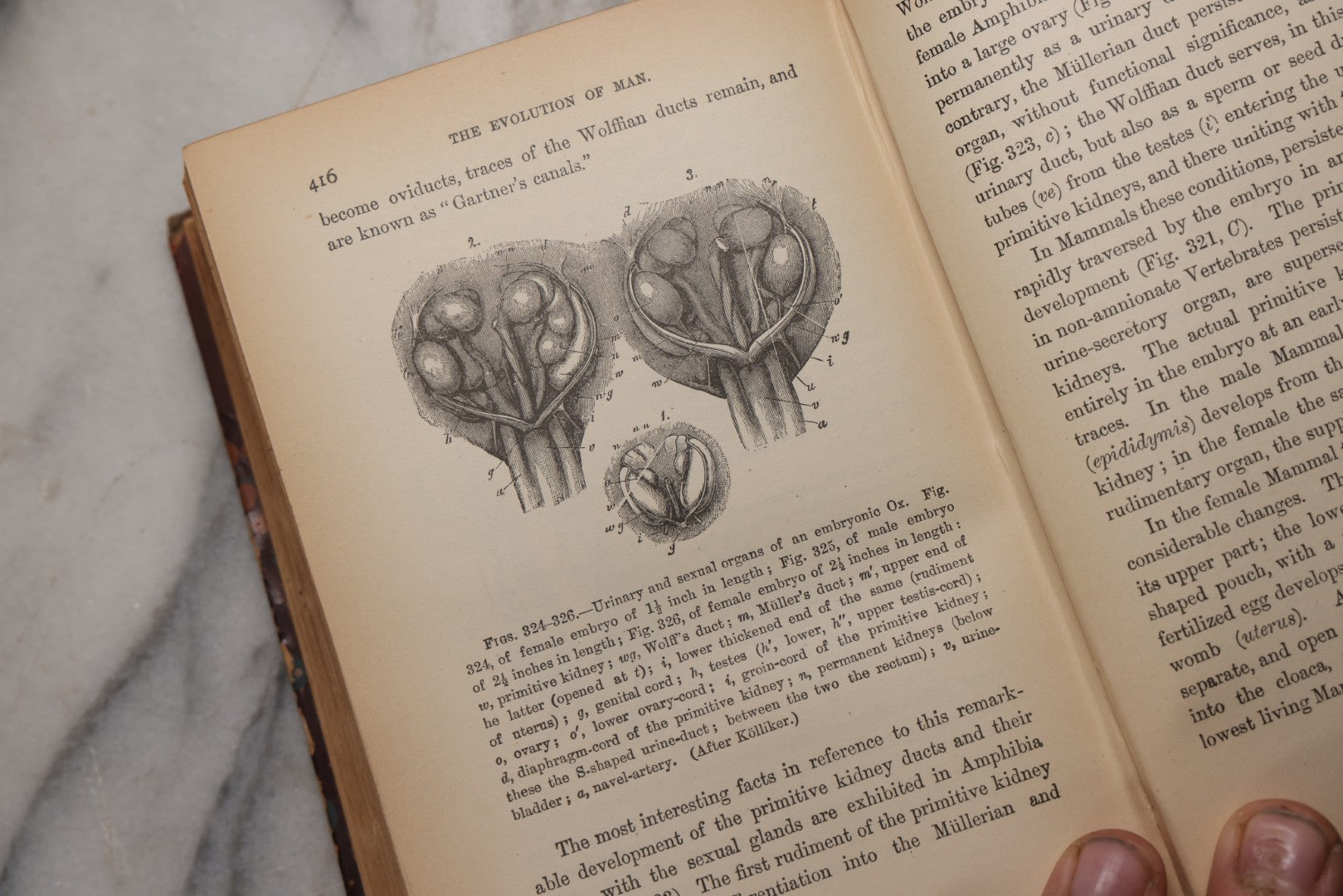 Lot 071 - “The Evolution Of Man,” Antique Illustrated Biology Book, Volume II, By Ernst Haeckel, D. Appleton And Company, New York, 1897