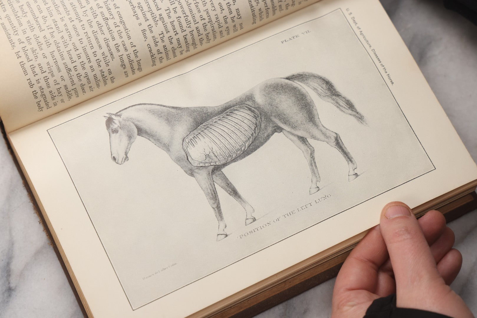 Lot 072 - "Diseases Of The Horse" Antique Veterinary Reference Book, U.S. Department Of Agriculture, Bureau Of Animal Industry, Government Printing Office, Washington, 1923